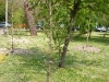 thumbs DSCN0357 004 Vedete și jurnaliști, la plantat de copaci cu Asus