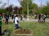 thumbs DSCN0373 015 Vedete și jurnaliști, la plantat de copaci cu Asus