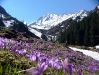thumbs primavara la munte Concursul foto Philips   juriul a ales, noi să votăm