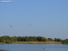 thumbs 0023 Delta Dunării   păsări