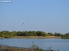 thumbs 0024 Delta Dunării   păsări