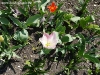 thumbs 0001 De ziua florilor...