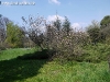 thumbs 0002 De ziua florilor...