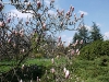 thumbs 0003 De ziua florilor...