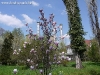 thumbs 0006 De ziua florilor...