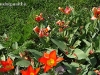 thumbs 0013 De ziua florilor...