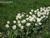 thumbs 0015 De ziua florilor...