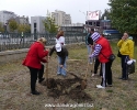 thumbs P1050558 067 La plantat în parcul Izvor