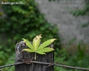 thumbs 0020 La țară