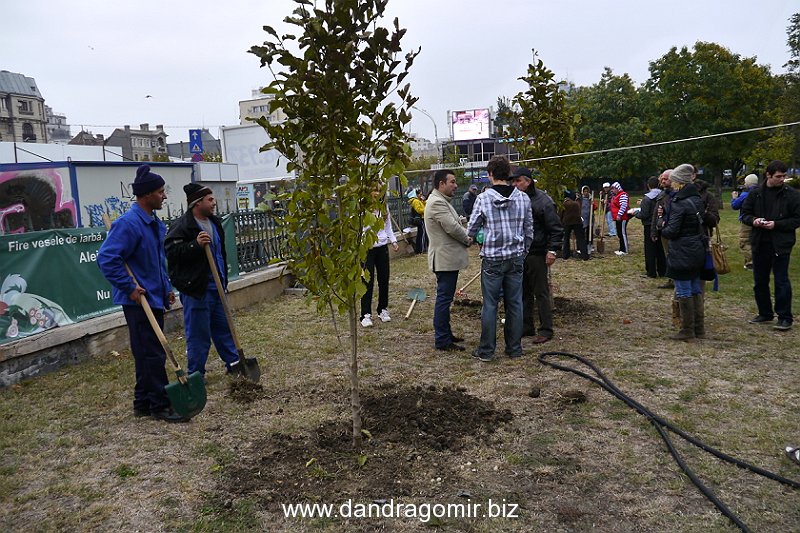 Parcul Izvor prinde rădăcini P1050535 044 La plantat în parcul Izvor